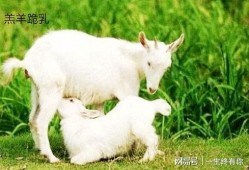 网红小羊吃瓜视频大全集,趣味视频大全集精彩回顾